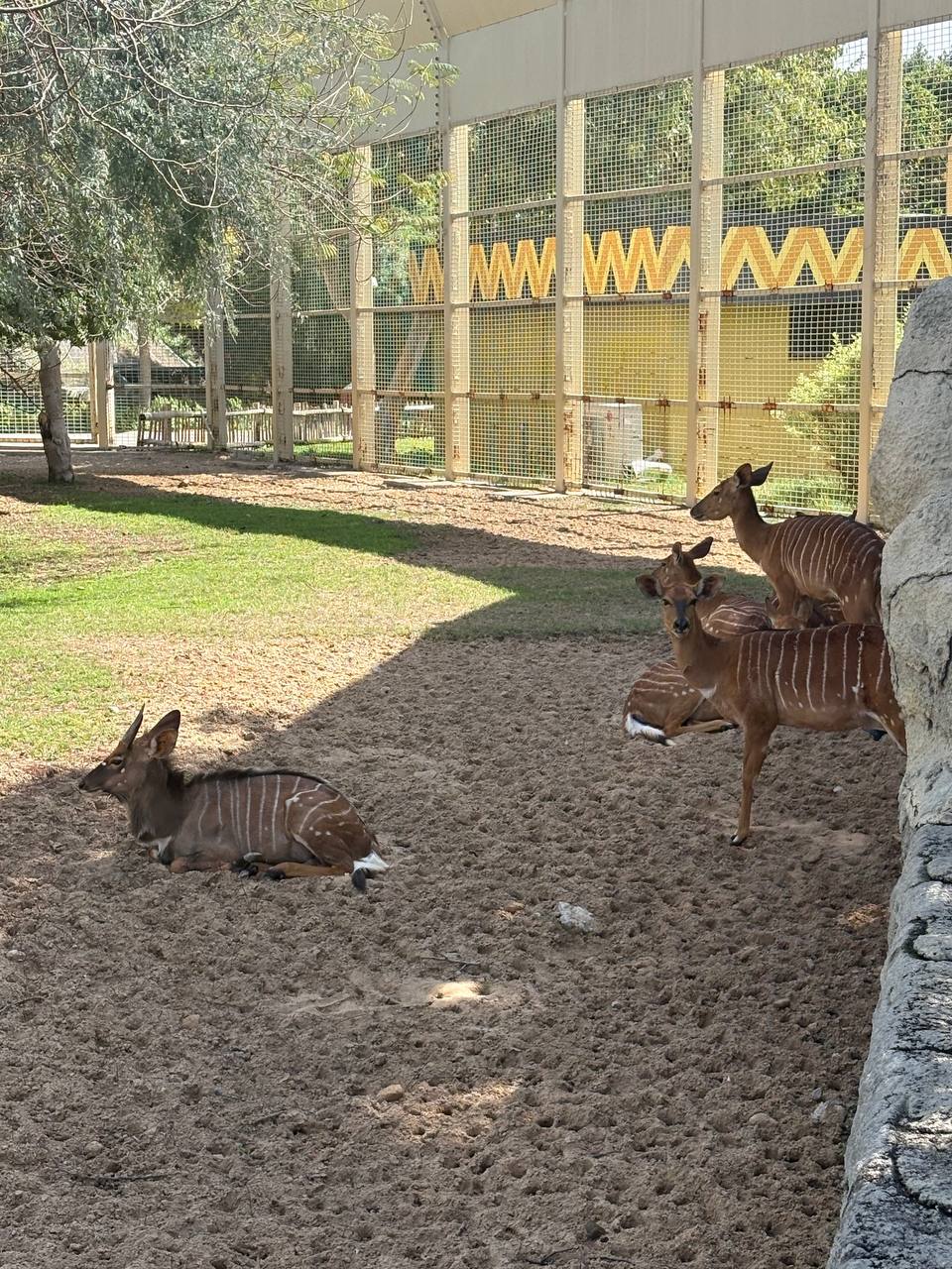 dubai-safari-park-1.jpg