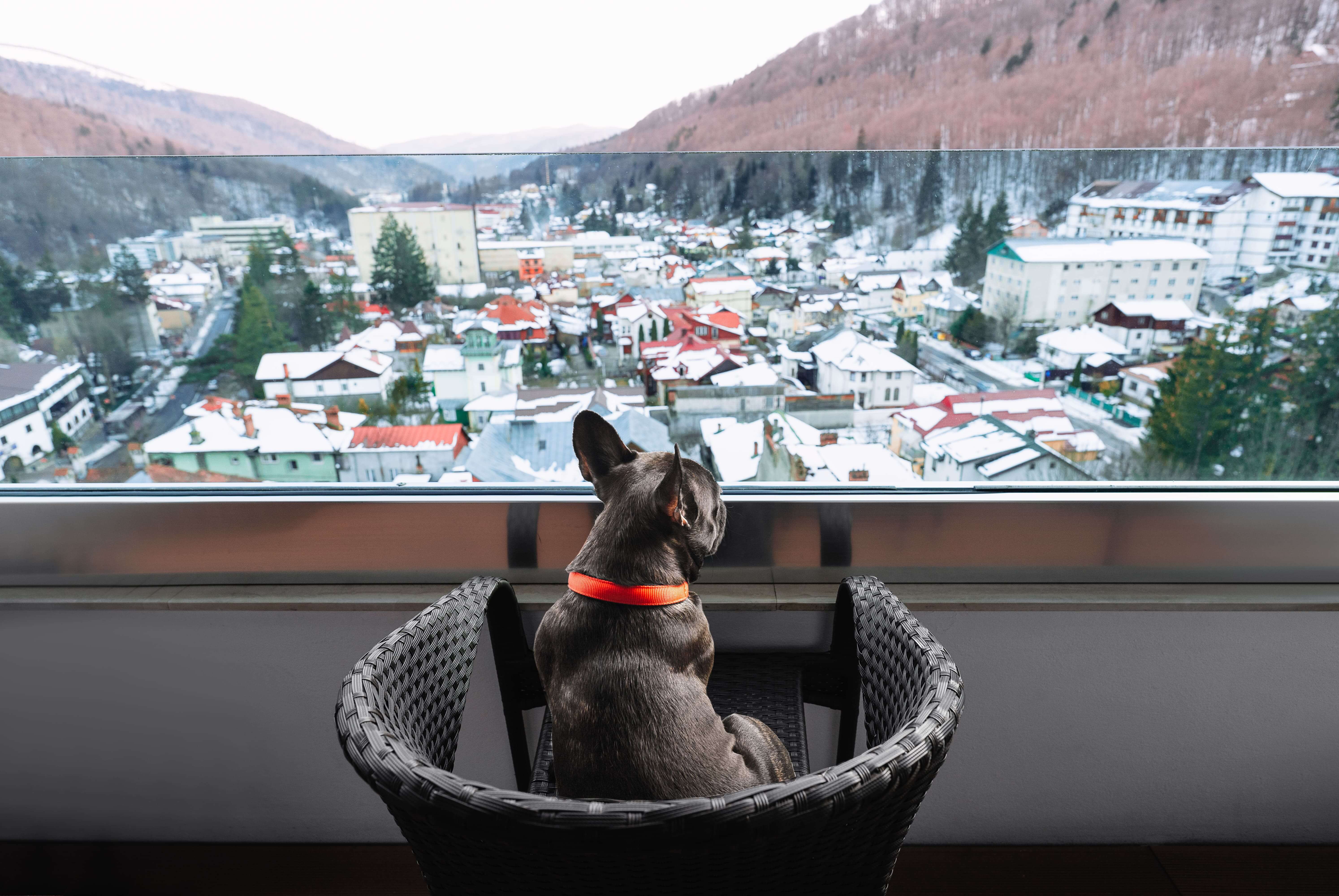 view-french-bulldog-looking-through-balcony-glass-min (1).jpg